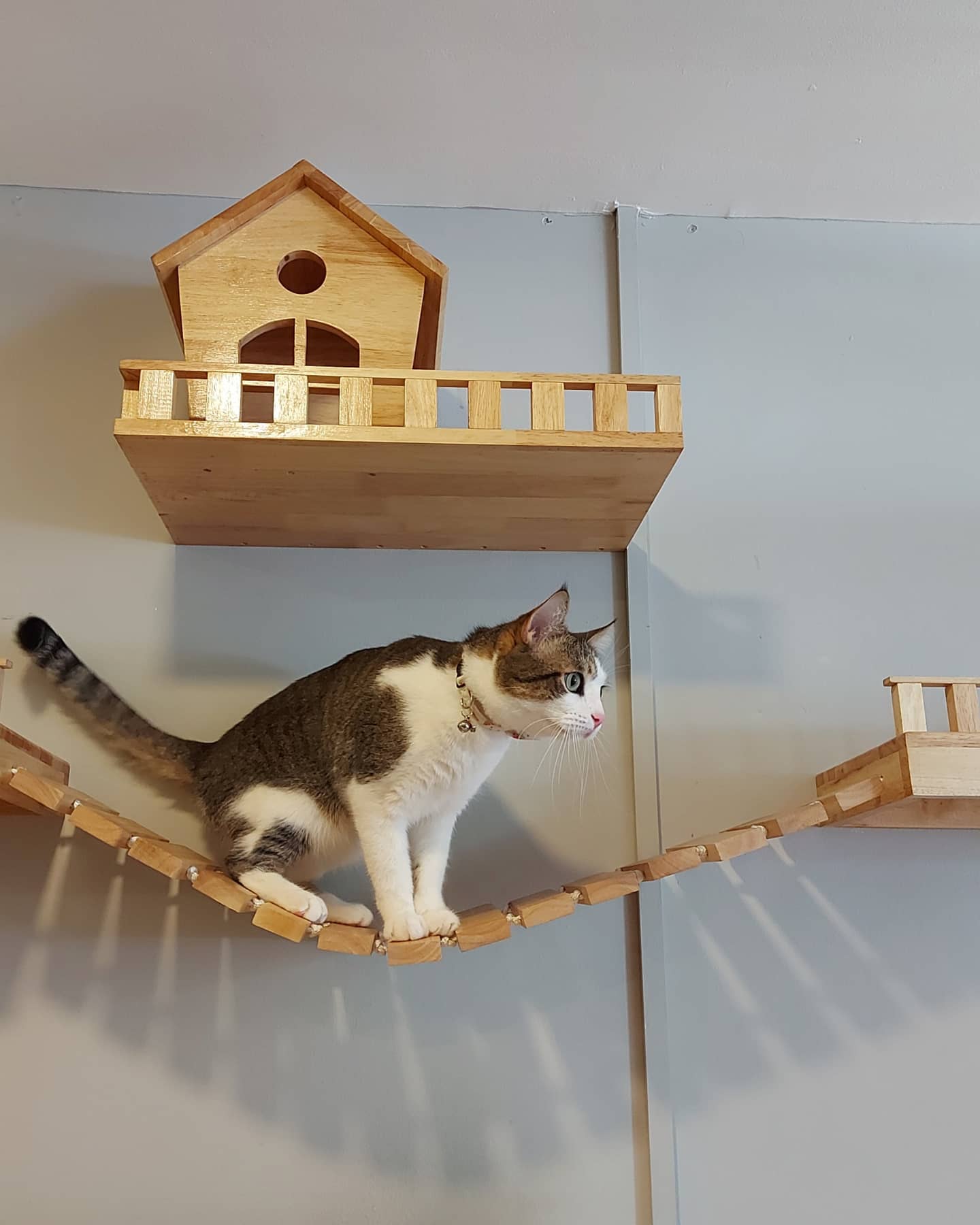 8-Happy Land Cat Hotel1